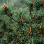 NEU Deodorant BERGLIEBE - Feygenblatt - Grüne Kiefernzweige mit braunen Kiefernzapfen, naturkosmetik, regional und hochwertig.