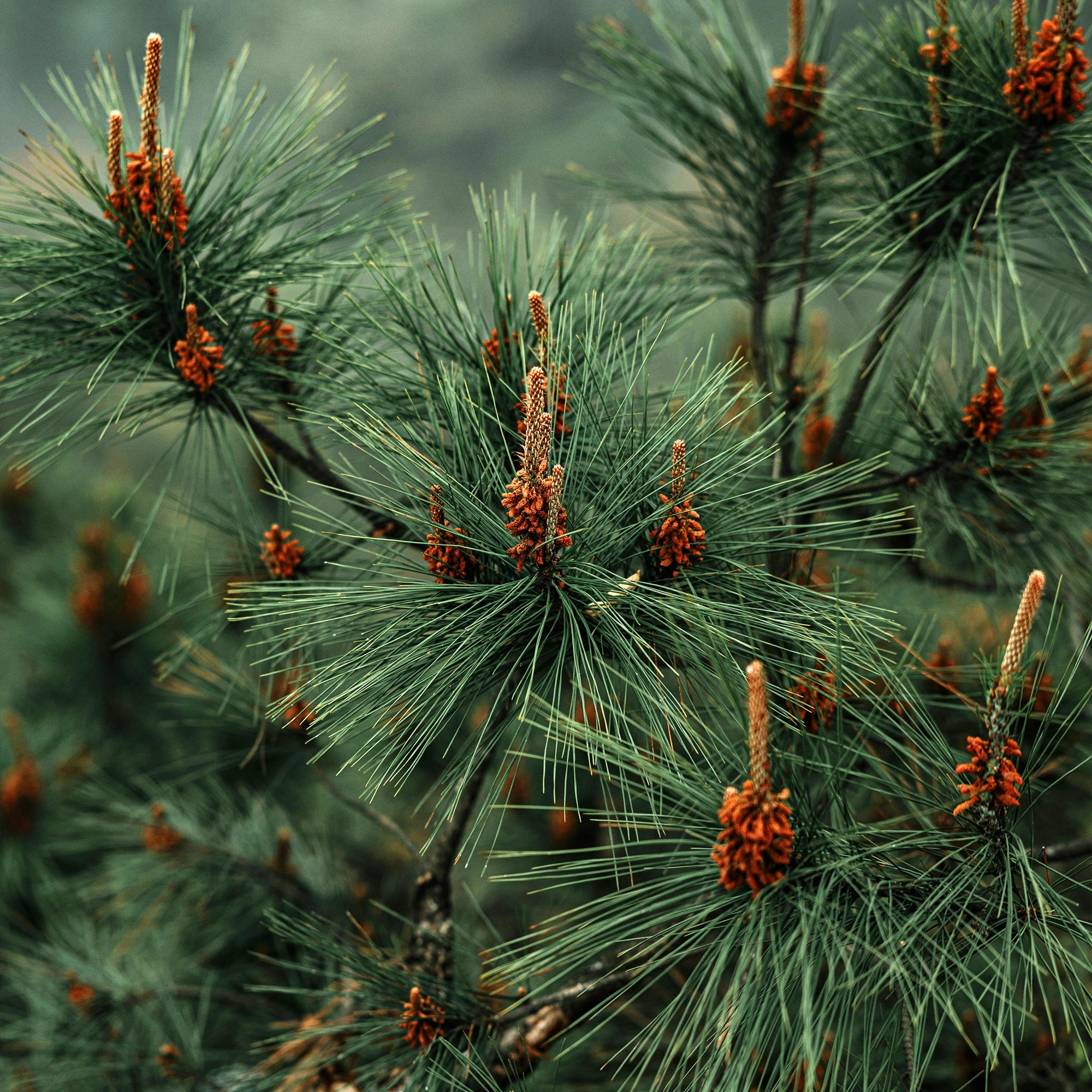 NEU Deodorant BERGLIEBE - Feygenblatt - Grüne Kiefernzweige mit braunen Kiefernzapfen, naturkosmetik, regional und hochwertig.