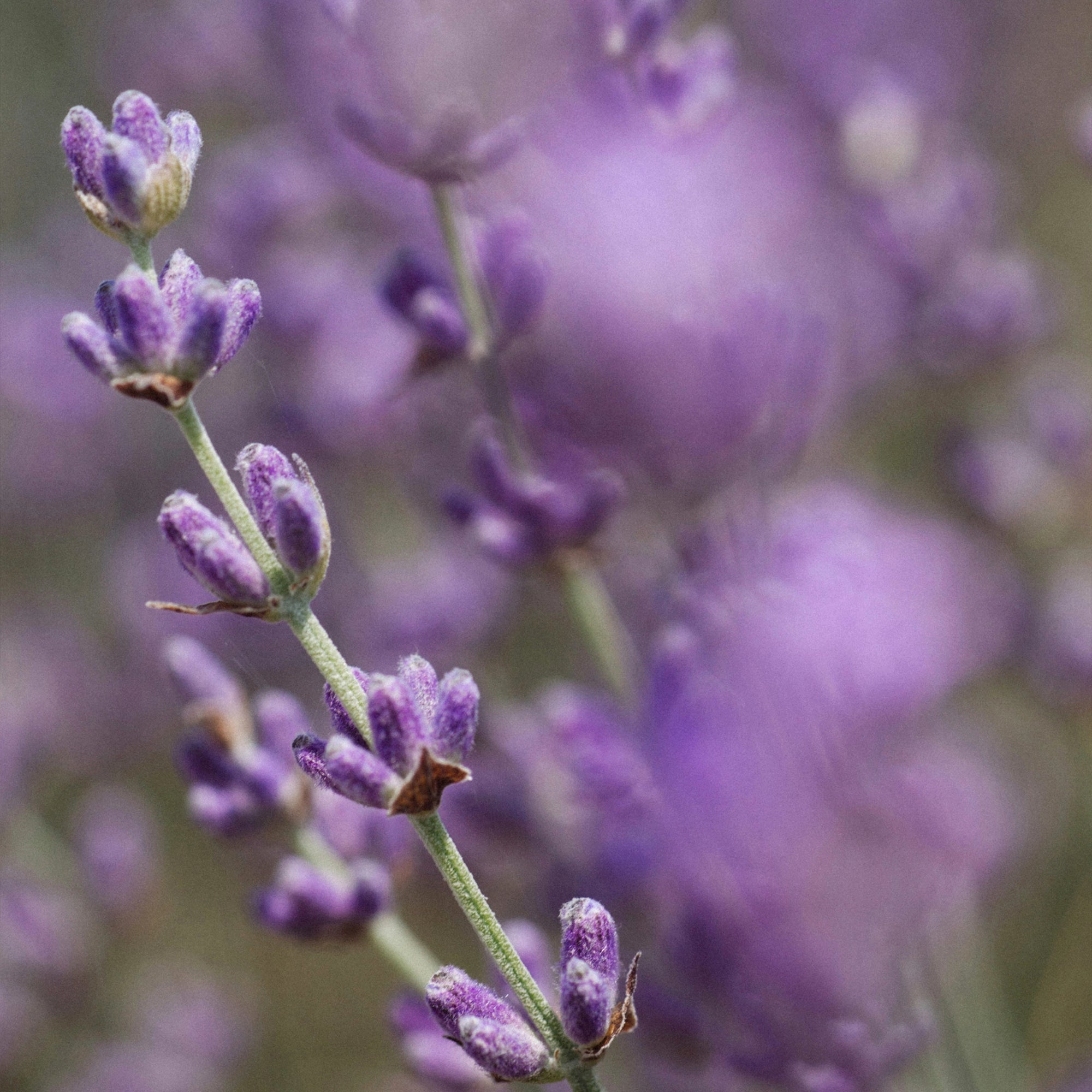 Deodorant MILD - Feygenblatt - Lavendelfelder mit zarten Blüten in violett, Naturkosmetik-Thema für handgemachtes, aluminiumfreies Deodorant.