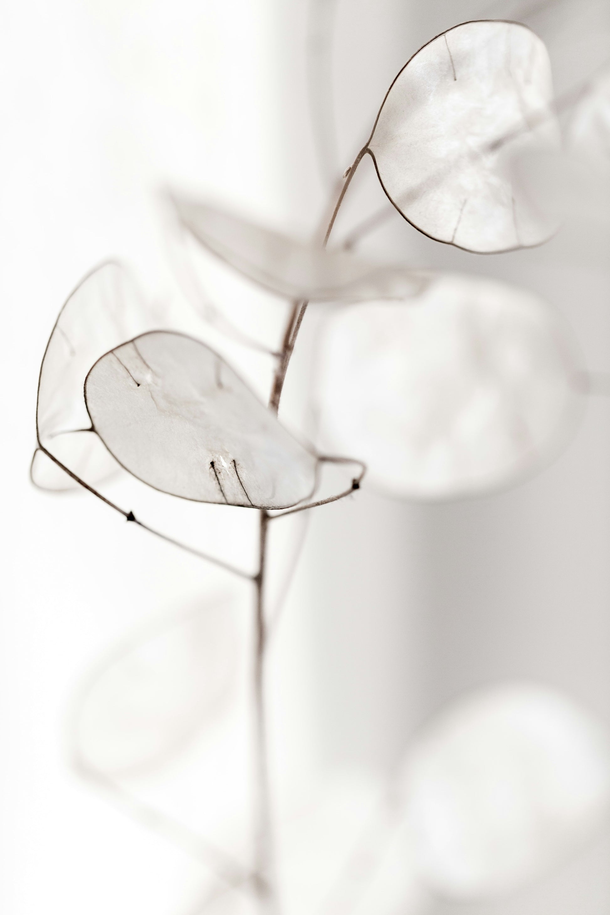 NEU Deodorant PURE - Feygenblatt - Transparente Lunaria-Zweige mit feinen silbernen Blättern, natürlich und elegant.