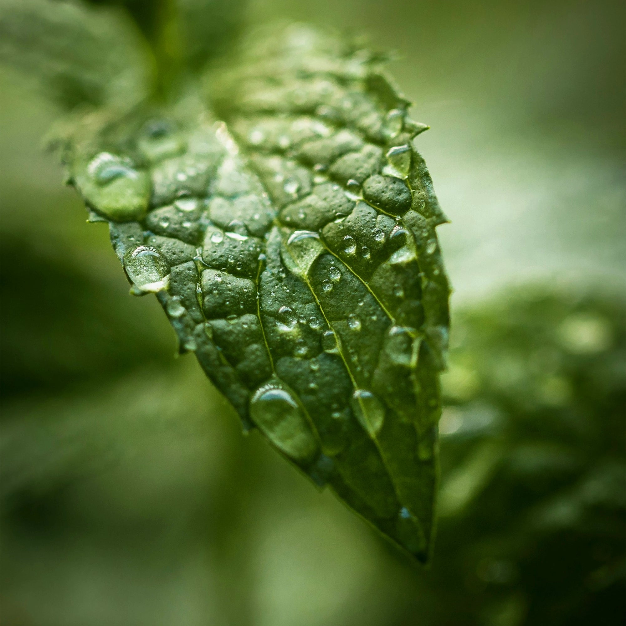 Deodorant FRESH - Feygenblatt - Nahaufnahme eines grünen Blattes mit Wassertropfen, symbolisiert frische, hochwertige Naturkosmetik, handgemacht und.
