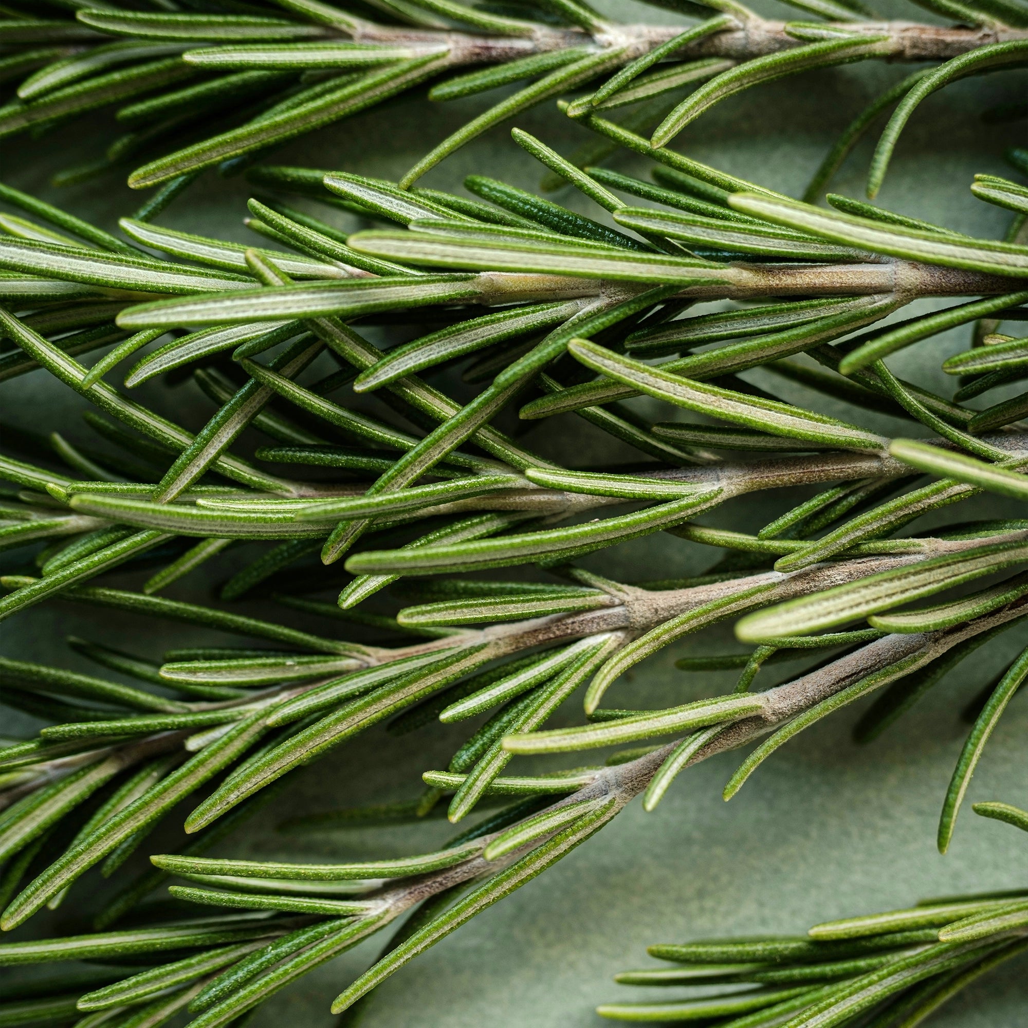 Duschschaum – Rose & Mary