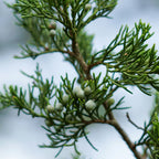 Deodorant HERB - Feygenblatt - Grüner Zweig mit kleinen Beeren vor unscharfem Hintergrund, natürliche Inspiration für naturkosmetik, handgemacht,.
