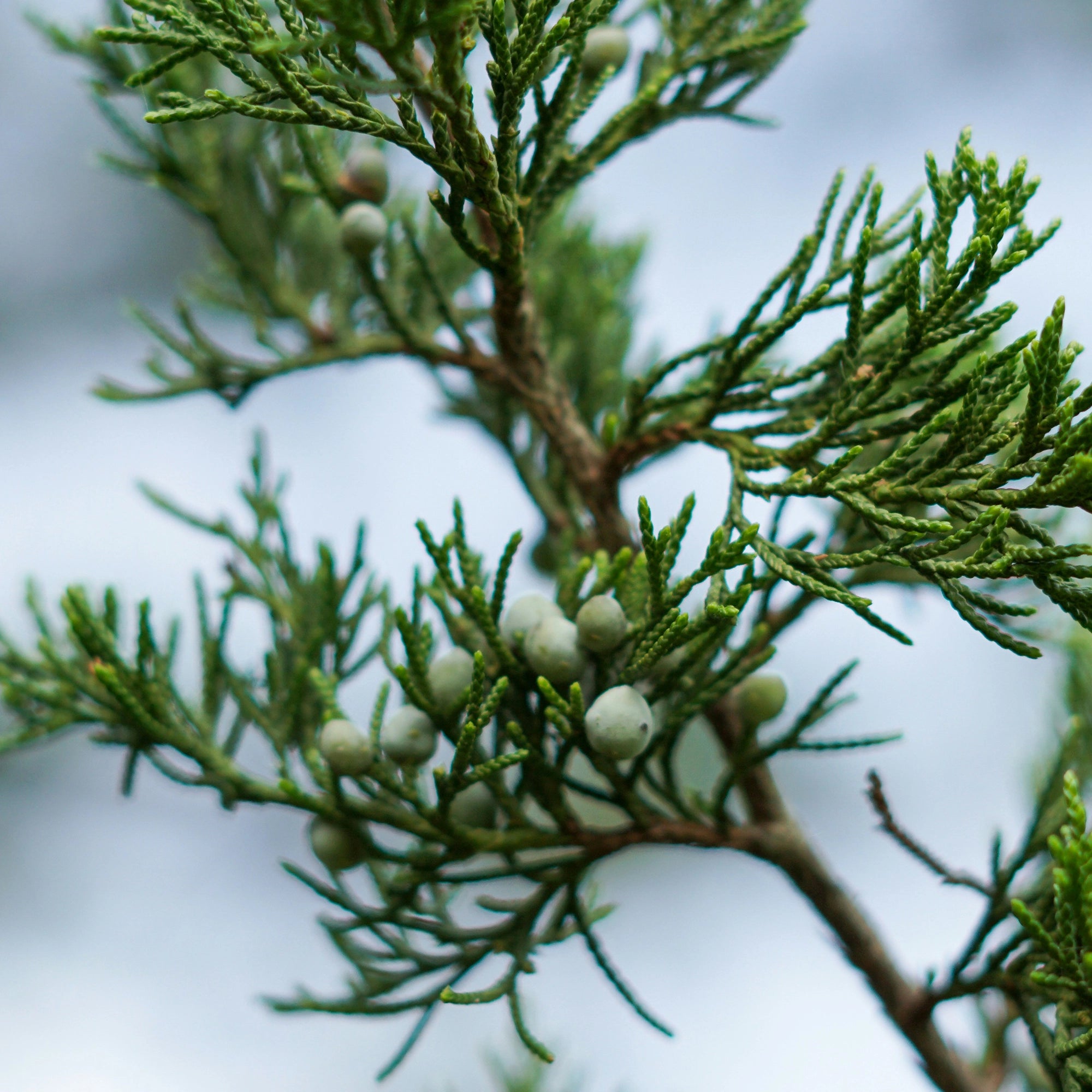 Deodorant HERB - Feygenblatt - Grüner Zweig mit kleinen Beeren vor unscharfem Hintergrund, natürliche Inspiration für naturkosmetik, handgemacht,.